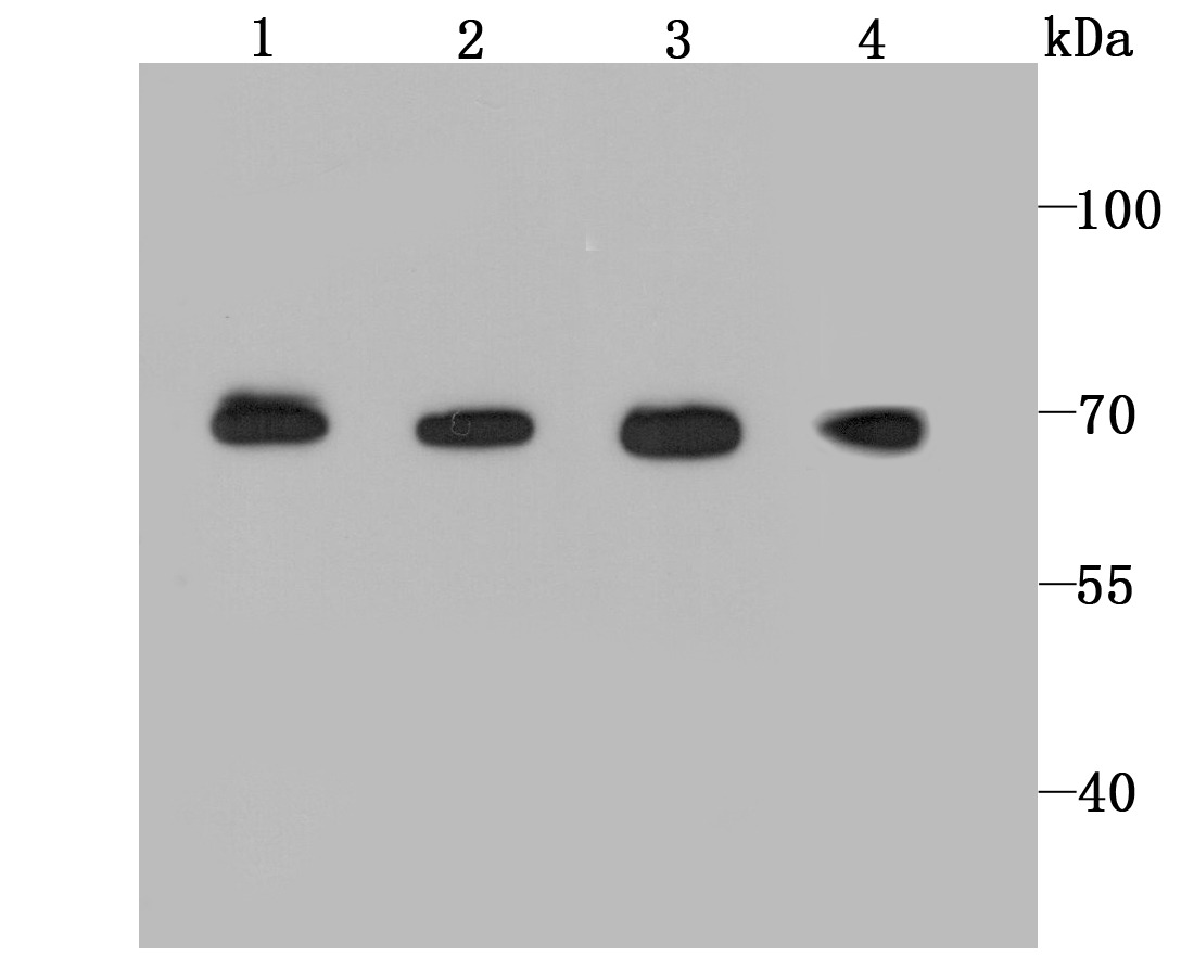 Anti-BMAL1 Antibody (5D959)