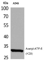 Anti-Acetyl-ATF-5 (Lys29) Polyclonal Antibody