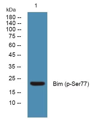 Anti-Phospho-Bim (Ser77) Polyclonal Antibody