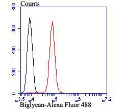 Anti-Biglycan Antibody (9V222)