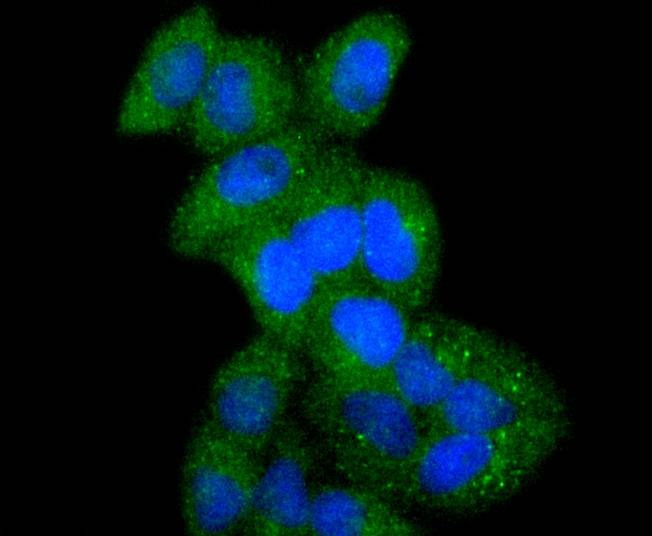 Anti-ATF7 Antibody (6F15)