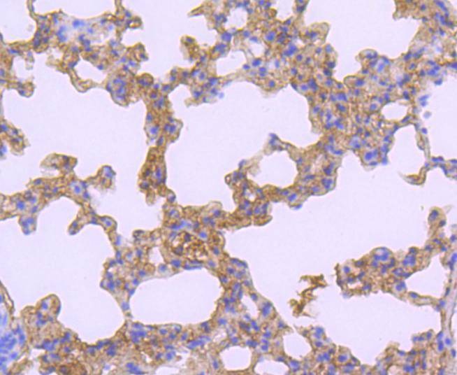 Anti-ATF7 Antibody (6F15)