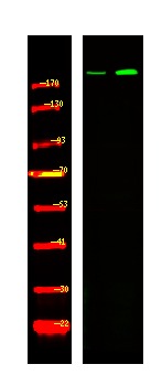 Anti-Phospho-BRCA1 (Ser1497) Polyclonal Antibody