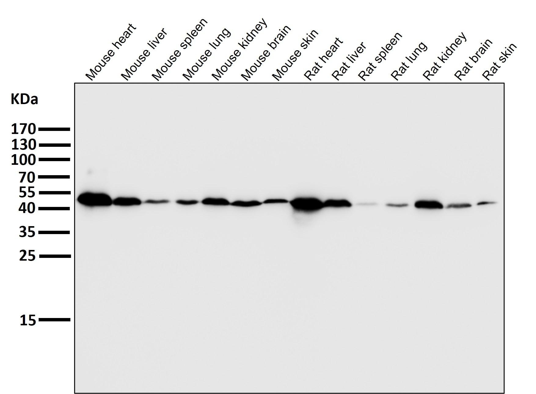 Anti-ATP5A1 Antibody (7X811)