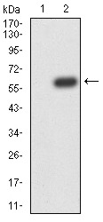 Anti-ATG14 Antibody (6F903)