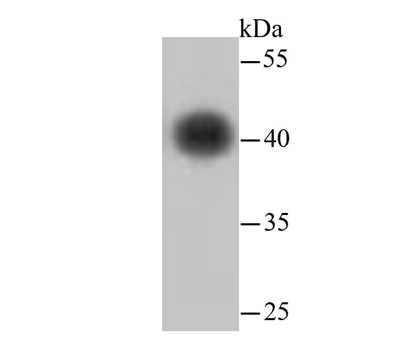 Anti-Beta-Actin Antibody-HRP (4B231)