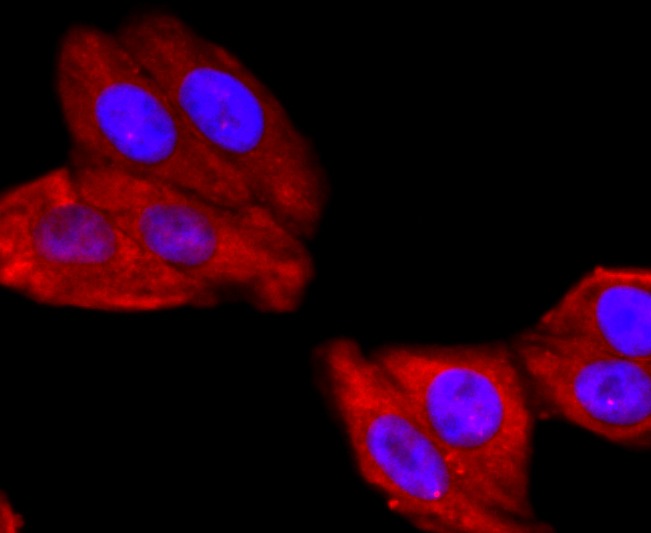 Anti-ATP5A1 Antibody (7X811)
