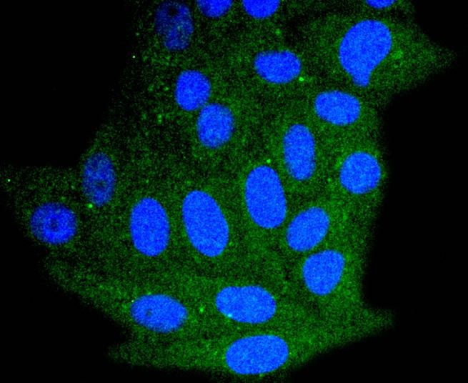 Anti-Bim Antibody (2H443)