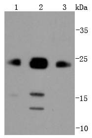 Anti-Bim Antibody (2H443)