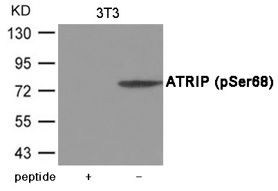 Anti-Phospho-ATRIP (Ser68) Polyclonal Antibody