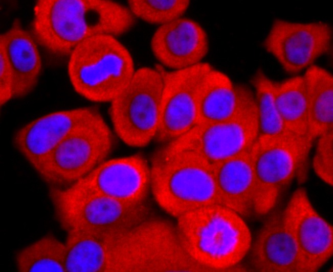 Anti-ATP5A1 Antibody (7X811)