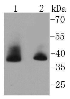 Anti-AURKB Antibody (8W890)