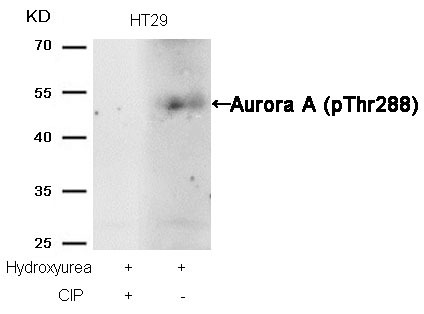 Anti-Phospho-AURKA (Thr288) Polyclonal Antibody