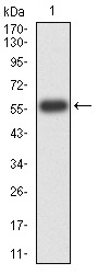 Anti-ATG14 Antibody (6F903)