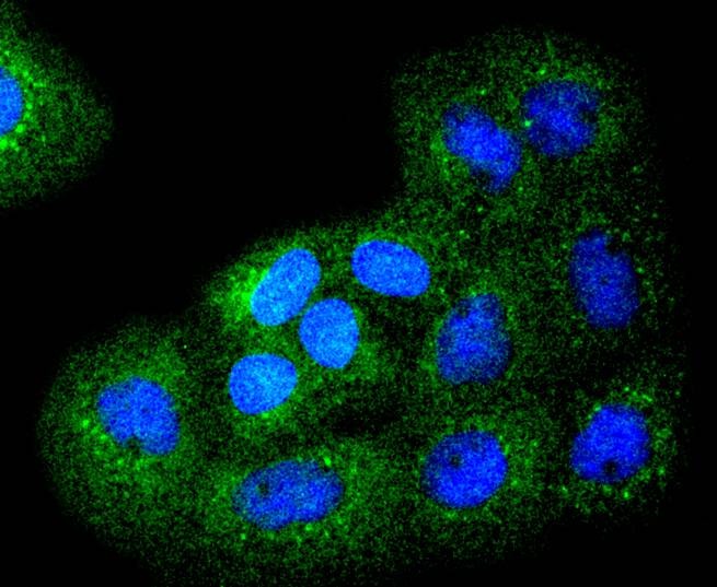 Anti-Bim Antibody (2H443)