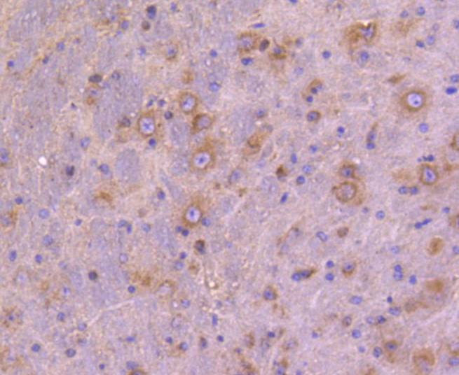 Anti-ATG9A Antibody (7P88)