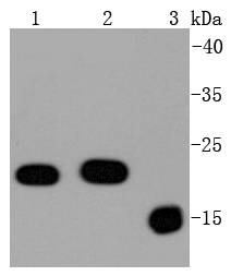 Anti-BAX Antibody (1J827)