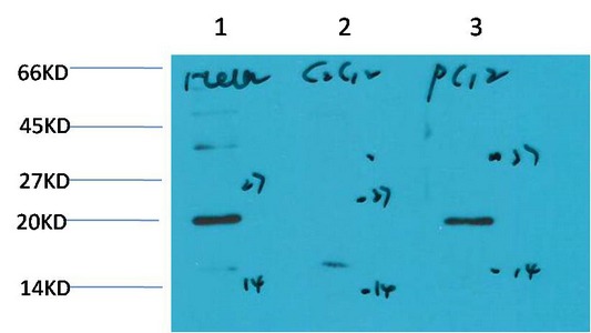 Anti-BAX Antibody (6T681)