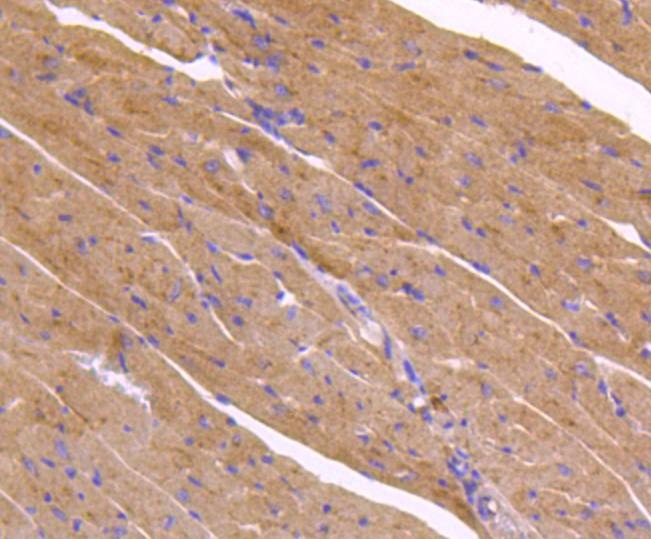 Anti-ATG9A Antibody (7P88)