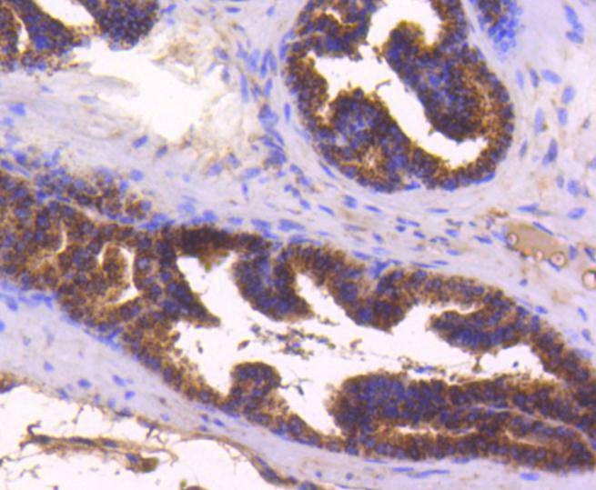 Anti-BAX Antibody (1J827)