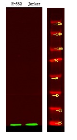 Anti-Phospho-BCL10 (Ser138) Polyclonal Antibody