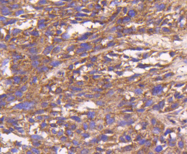 Anti-BAX Antibody (1J827)