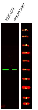 Anti-Phospho-Ataxin-3 (Ser256) Polyclonal Antibody