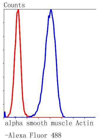 Anti-ACTA2 Antibody (1S368)