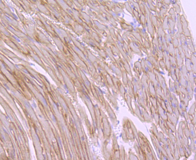Anti-alpha sarcoglycan Antibody (1V177)