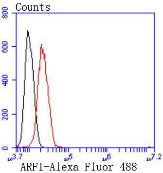 Anti-ARF1 Antibody (3P306)