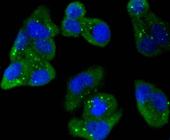 Anti-AMPK α1 Antibody (7H670)