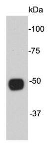 Anti-Alpha-tubulin Antibody (4H461)