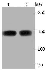 Anti-ASPP2 Antibody (2W253)