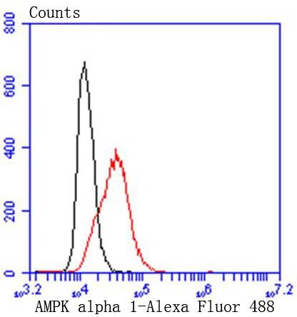 Anti-AMPK α1 Antibody (7H670)