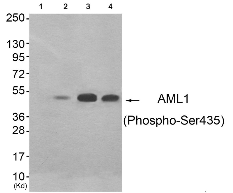 Anti-Phospho-RUNX1 (Ser435) Polyclonal Antibody 2