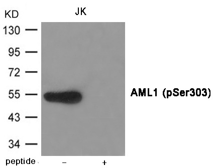 Anti-Phospho-RUNX1 (Ser303) Polyclonal Antibody