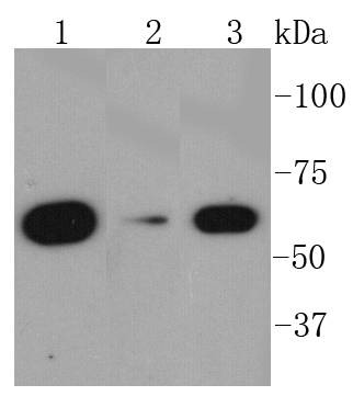 Anti-AMPK α1 Antibody (7H670)