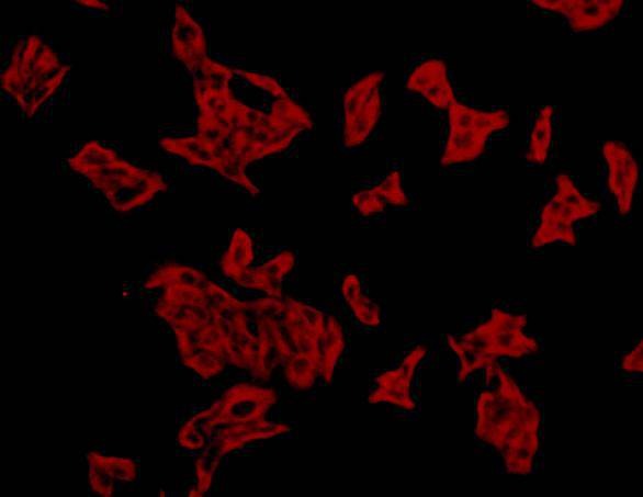 Anti-Alpha-tubulin Antibody (4H461)