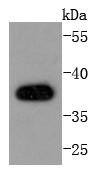Anti-AMPK β1 Antibody (7G100)