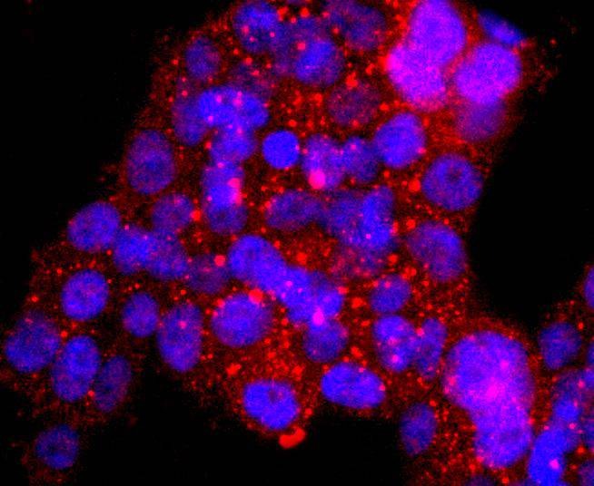 Anti-ASPP2 Antibody (2W253)