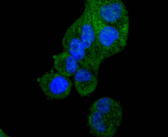 Anti-Apaf-1 Antibody (9E241)