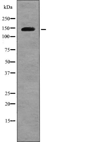 Anti-Phospho-APP (Thr729) Polyclonal Antibody
