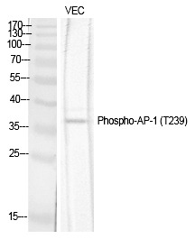 Anti-Phospho-JUN (Thr239) Polyclonal Antibody 2