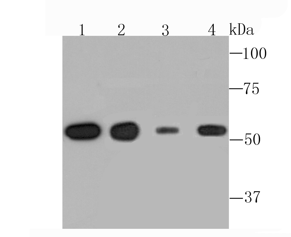 Anti-alpha Tubulin 4A Antibody (6I357)