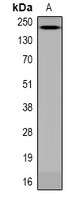 Anti-Phospho-ANAPC1 (Ser688) Polyclonal Antibody