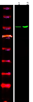 Anti-Phospho-Androgen receptor (Tyr267) Polyclonal Antibody
