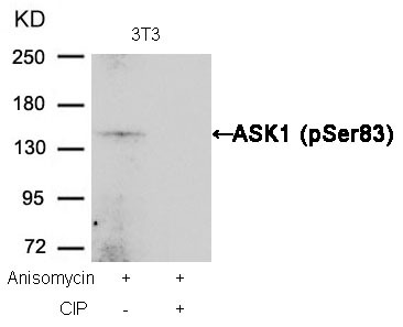 Anti-Phospho-ASK1 (Ser83) Polyclonal Antibody