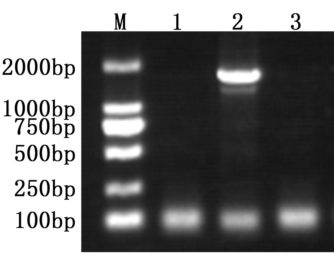Anti-Taq DNA Polymerase Antibody (7B410)