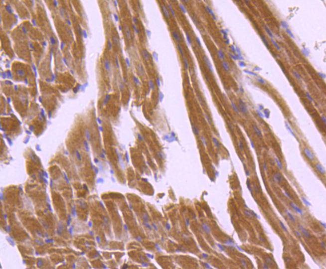 Anti-Apaf-1 Antibody (9E241)