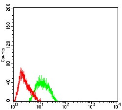 Anti-AP2 beta Antibody (6Y40)